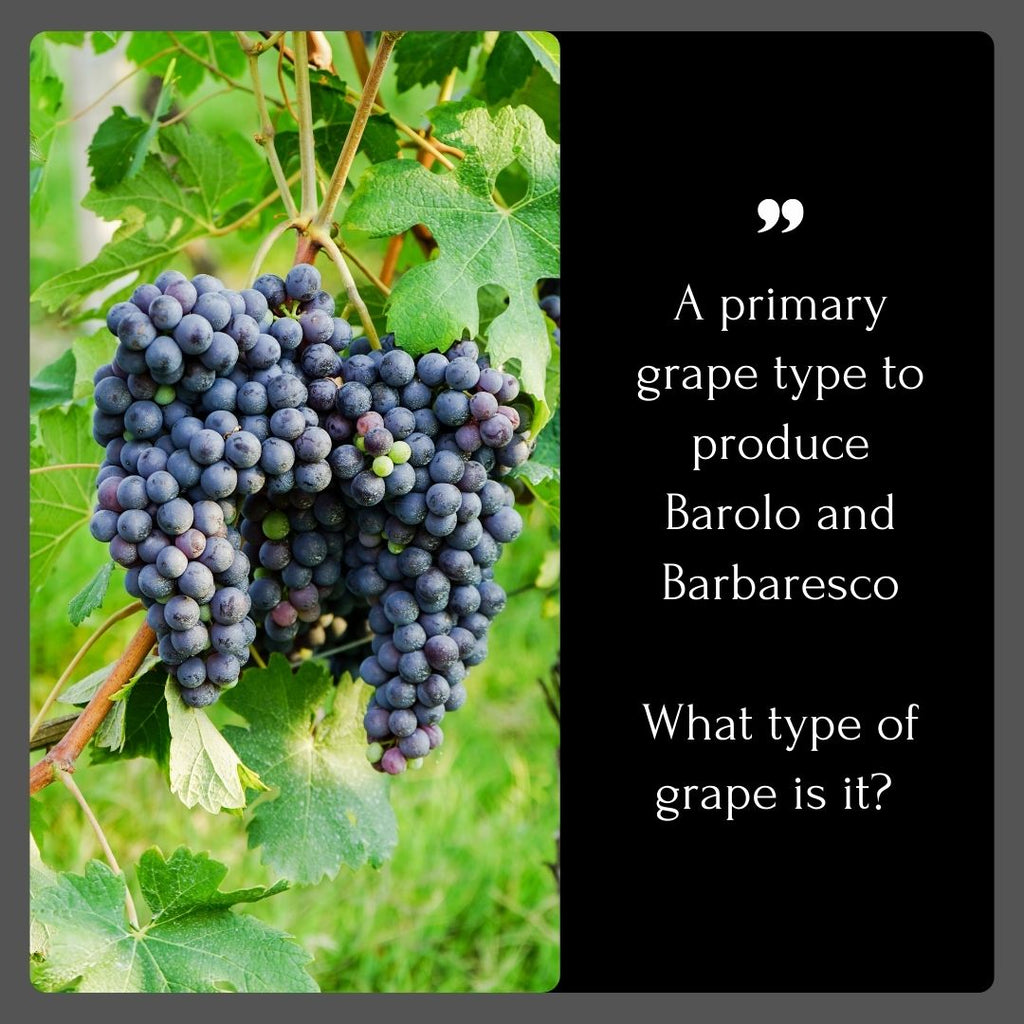 Nebbiolo 葡萄