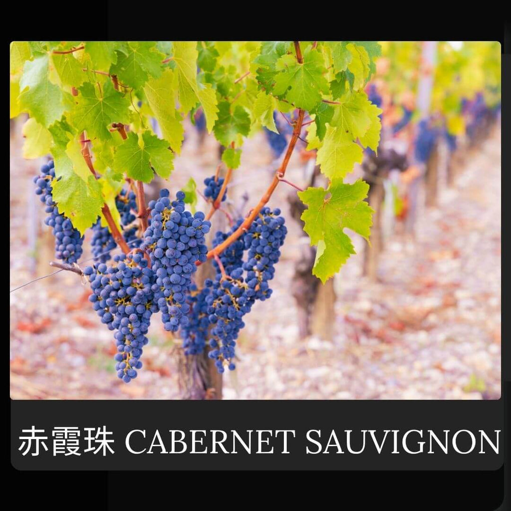 赤霞珠 (Cabernet Sauvignon) 葡萄